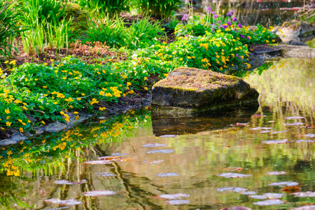 Beautiful pond with flowers in zen garden at springtimeの写真素材