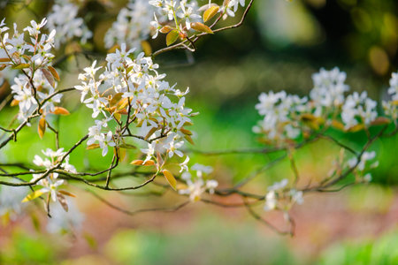 Blossoming Tree in Spring. Spring time in nature with blooming tree