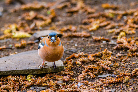 Beautiful songbird Common chaffinch in wildlife posing on groundの写真素材