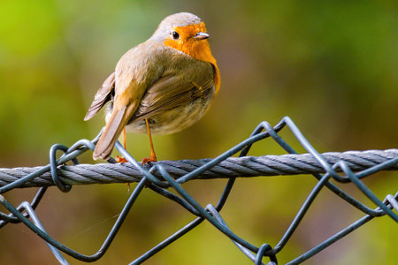 Close-up of robin bird perching on net in parkの写真素材