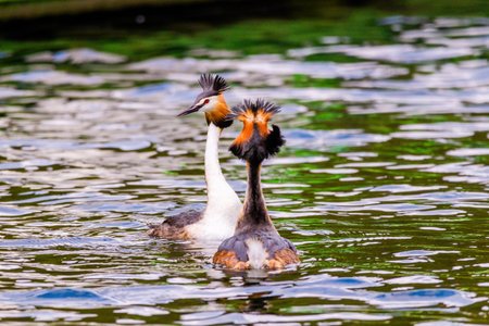 Great crested grebe in its natural habitat swimming in lake. water birds.の写真素材