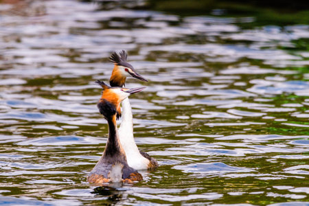 Great crested grebe in its natural habitat swimming in lake. water birds.の写真素材