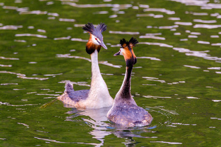 Great crested grebe in its natural habitat swimming in lake. water birds.の写真素材
