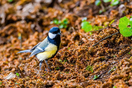 The great tit (Parus major) is a passerine bird in the tit family Paridae. Wildlife scene from nature.の写真素材