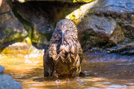 Kea - Alpine Parrot of New Zealand wildlifeの写真素材