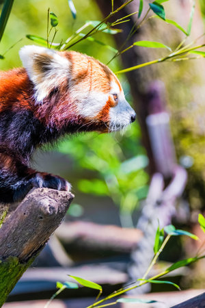 Red panda - Ailurus Fulgens - portrait. Cute animal at zoo