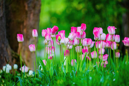 colorful blooming tulips flowers in early spring fieldの写真素材