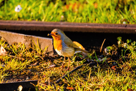 Close-up of robin bird perching on net in park