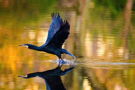 The great cormorant, Phalacrocorax carbo, known as the great black cormorant, in a river