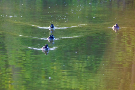 wild duck swimming in lake.water birdsの写真素材