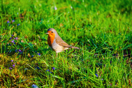 Close-up of robin bird perching on net in park