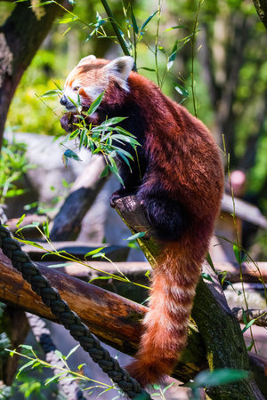Red panda - Ailurus Fulgens - portrait. Cute animal at zooの写真素材