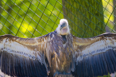 Griffon Vulture - Gyps fulvus, large brown white headed vulture in a detailed portraitの写真素材
