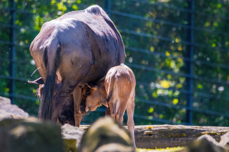 Blue wildebeest (Connochaetes taurinus) in local zooの写真素材