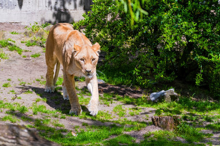 Beautiful wild african lioness lying in the zoo.wildlife animalsの写真素材