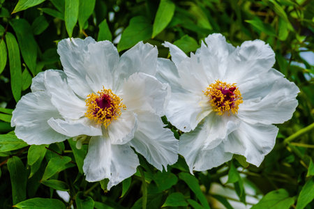 Blossoming Tree in Spring. Spring time in nature with blooming treeの写真素材