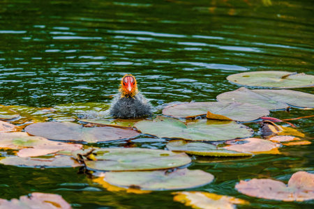 The Eurasian coot, Fulica atra, also known as the common coot, swims on a lake - black bird with red...