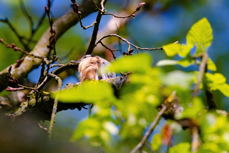 Nuthatch (Sitta europaea) Eurasian nuthatch bird perching, close up bird photo with blurry...