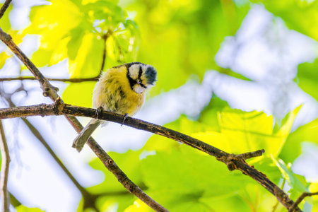 Titmouse bird, small wildlife birds, at public park on branch