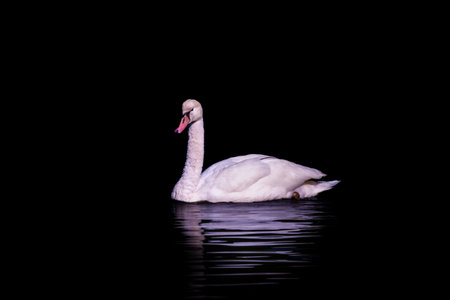 beautiful white swan floating on calm water lakeの写真素材