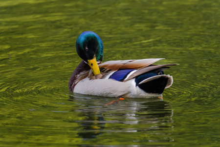 wild duck swimming in lake. water birdsの写真素材