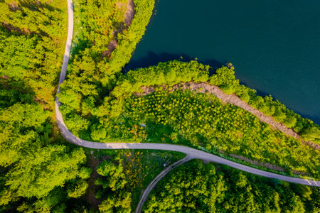 Aerial view of green summer forest and blue lake, landscapeの写真素材