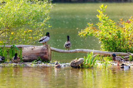 wild duck swimming in lake. water birdsの写真素材