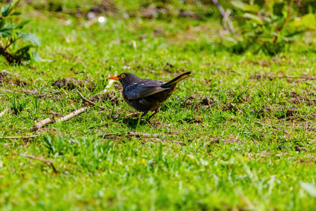 The common blackbird (Turdus merula) perched in nature
