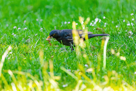 The common blackbird (Turdus merula) perched in natureの写真素材