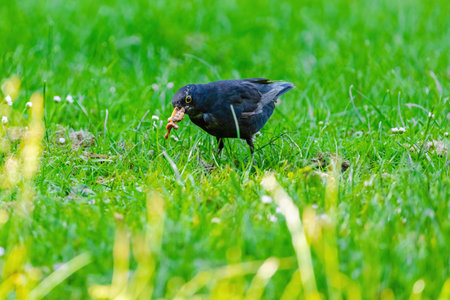 The common blackbird (Turdus merula) perched in natureの写真素材