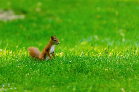 cute young squirrel portrait on tree at parkの写真素材