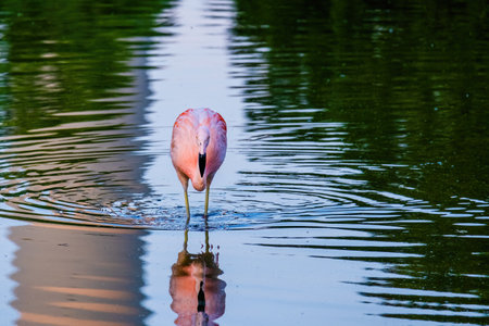 close-up portrait of african flamingo walking in waterの写真素材