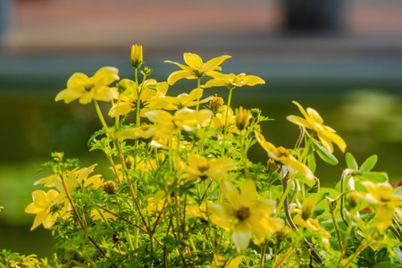 Seasonal spring flowers from garden in natureの写真素材