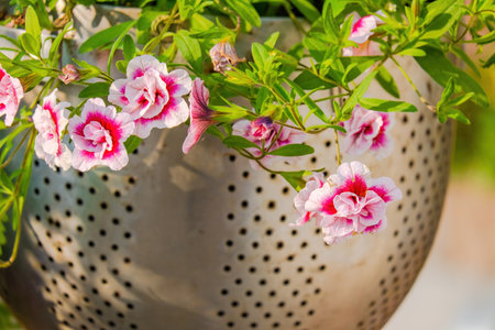 Seasonal spring flowers from garden in natureの写真素材