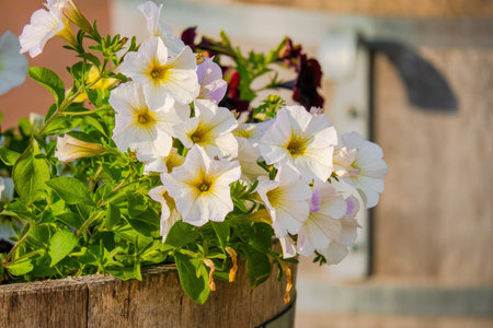 Seasonal spring flowers from garden in nature