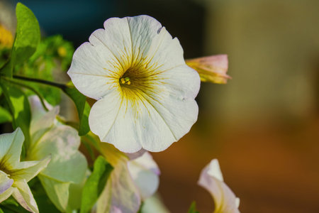 Seasonal spring flowers from garden in natureの写真素材