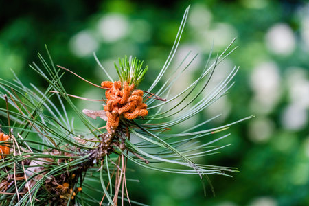 Green spruce branches, bokeh background, close-up. Green natural background.