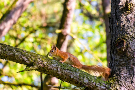 cute young squirrel portrait on tree at park