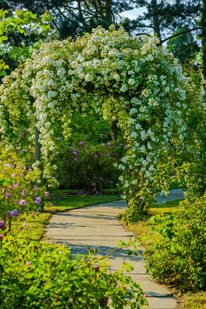 Seasonal spring flowers from garden in natureの写真素材