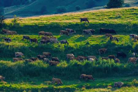 Cows walking on sunset on green meadow , animalsの写真素材