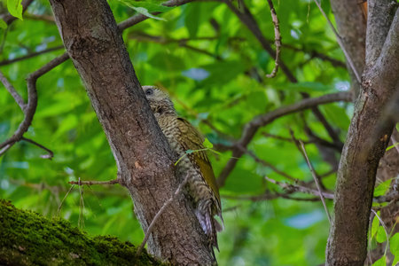 european green woodpecker perching in a tree (Picus Viridis)