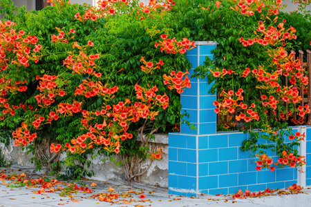 detail outdoor shot of blossom flowers in summerの写真素材