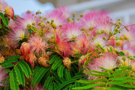 detail outdoor shot of blossom flowers in summerの写真素材