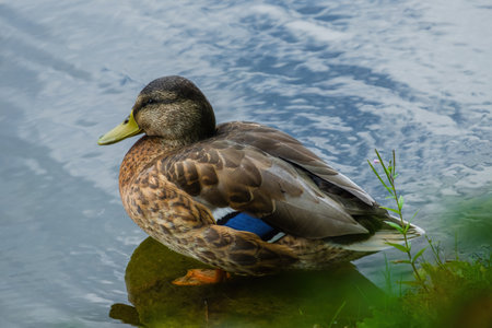 family of young wild ducks on the grass in parkの写真素材