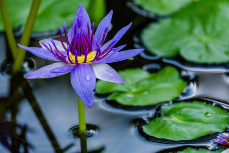 Beautiful blossom waterlily or lotus flower in pond. water flowersの写真素材
