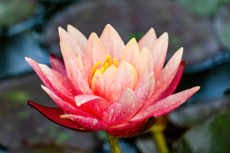 Beautiful blossom waterlily or lotus flower in pond. water flowersの写真素材