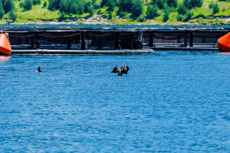 The great cormorant, Phalacrocorax carbo, known as the great black cormorant, in a riverの写真素材