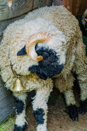 close up shot of a ship, farm animalsの写真素材