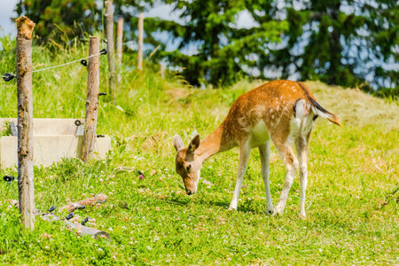 Cute deer posing in nature, wildlife animalsの写真素材