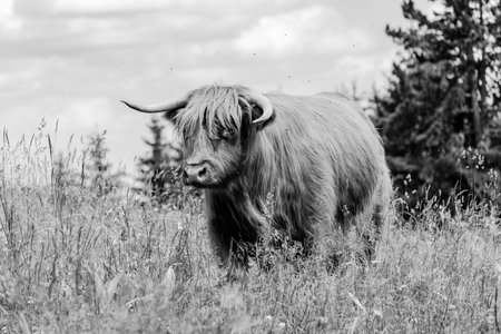 hairy cow close up shot in the nature, farm animals